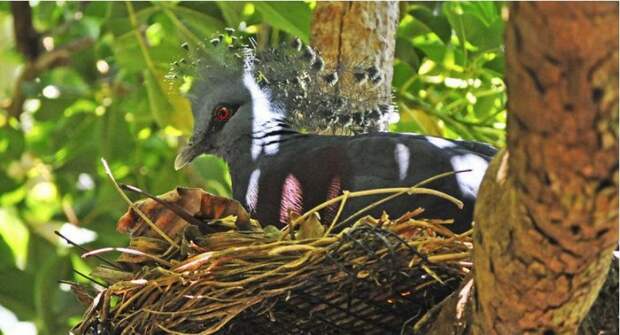 Венценосный голубь - сказочная птица из Новой Гвинеи