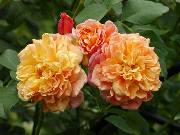 b_3047 (600x450, 39Kb)