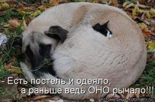 Котоматрицы(картинки с надписями)