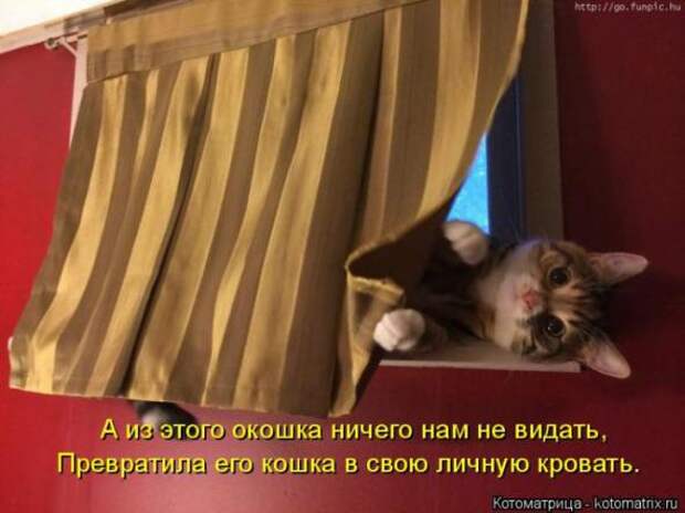 Котоматрицы (картинки с надписями)