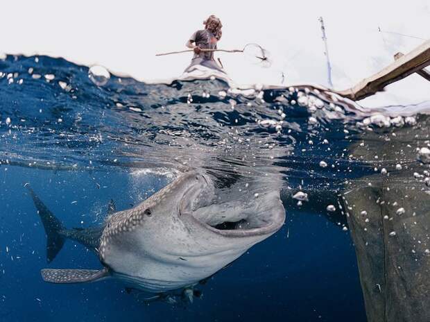 Лучшие фотографии от National Geographic за 2012 год national geographic, дикая природа, животные, лучшие фотографии, природа