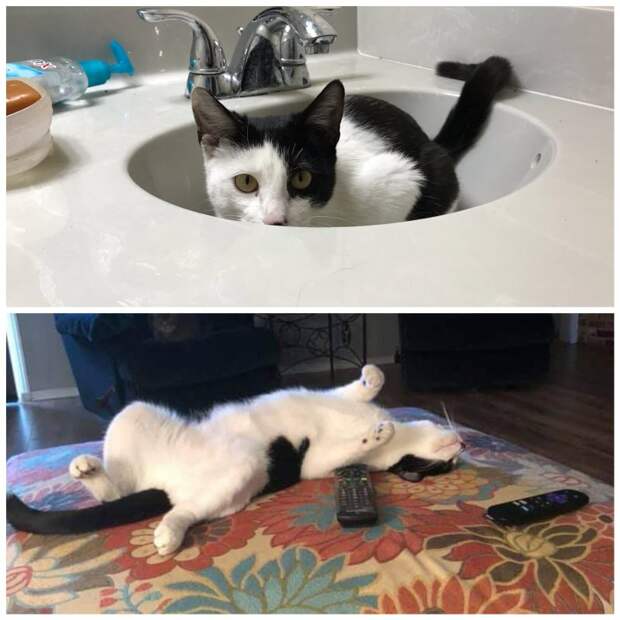 20 удивительных преображений животных, которые с улиц попали в заботливые руки 20 удивительных преображений животных, которые с улиц попали в заботливые руки до и после, истории спасения, история спасения, кошка, собака