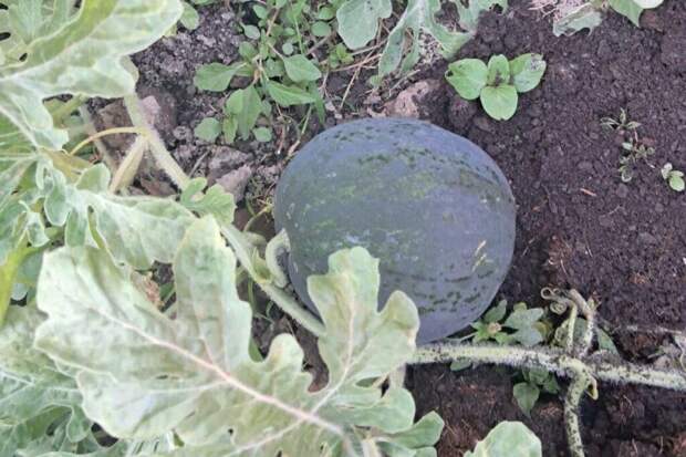 Опасность арбуза: выбирайте целые плоды