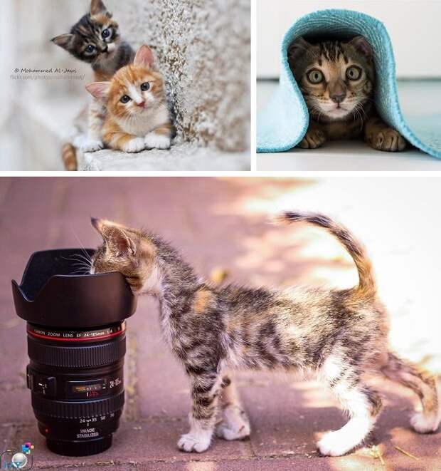 10 признаков кошачьей любви