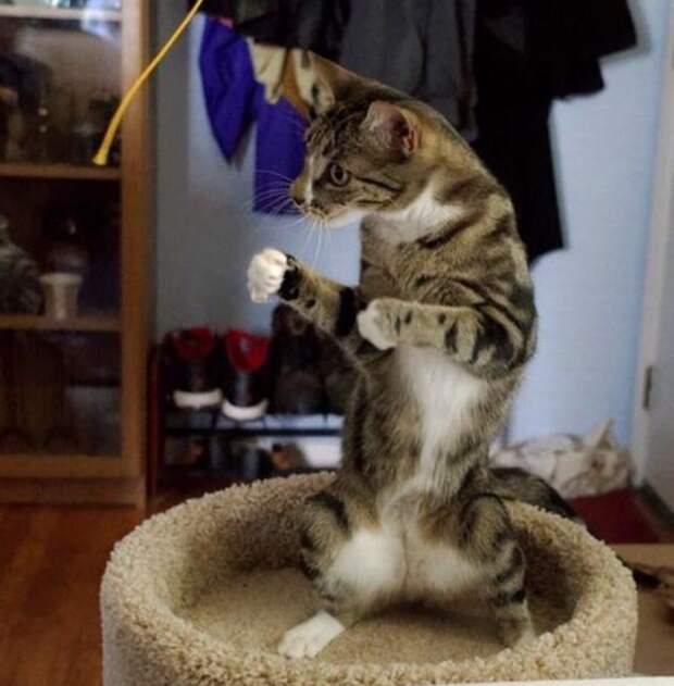 Почему я не очень люблю котов? коты, юмор