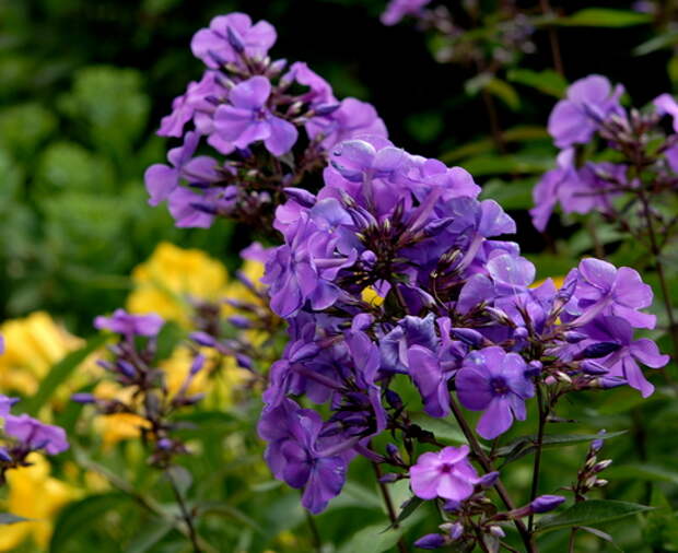 Флокс метельчатый (Phlox paniculata)