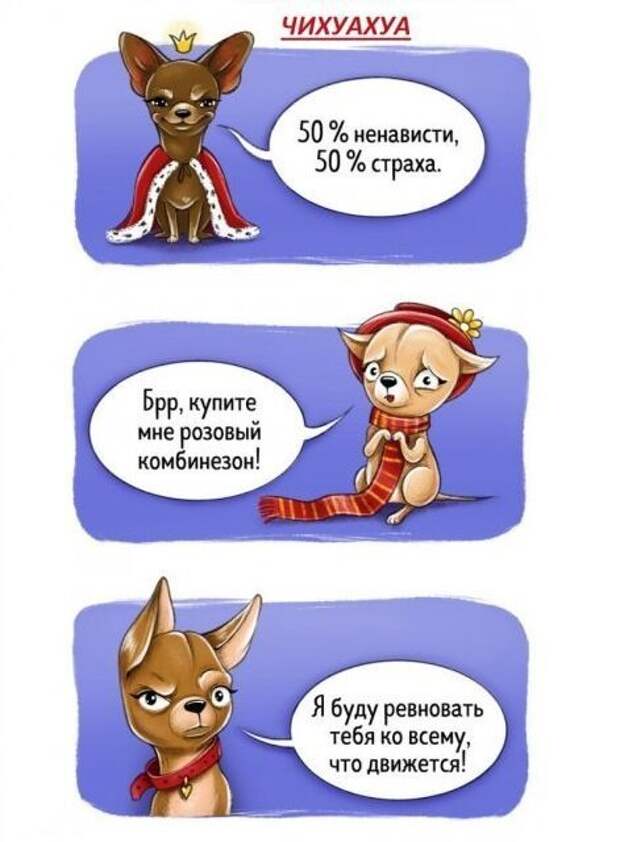 Весёлый гид по породам собак Породы собак, особенности пород, собаки, юмор