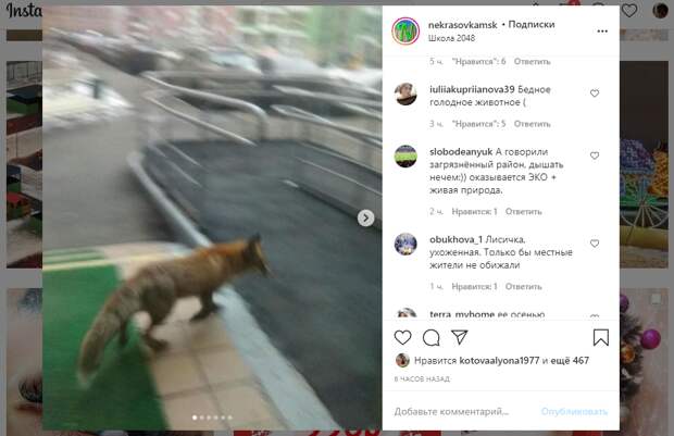 Лису сфотографировали крупным планом на Липчанского