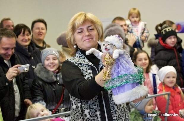 Фоторепортаж с шоу кошек в Минске