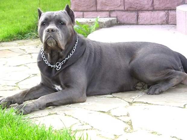 Cane Corso