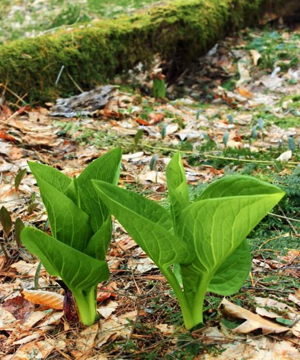 Симплокарпус (Symplocarpus)