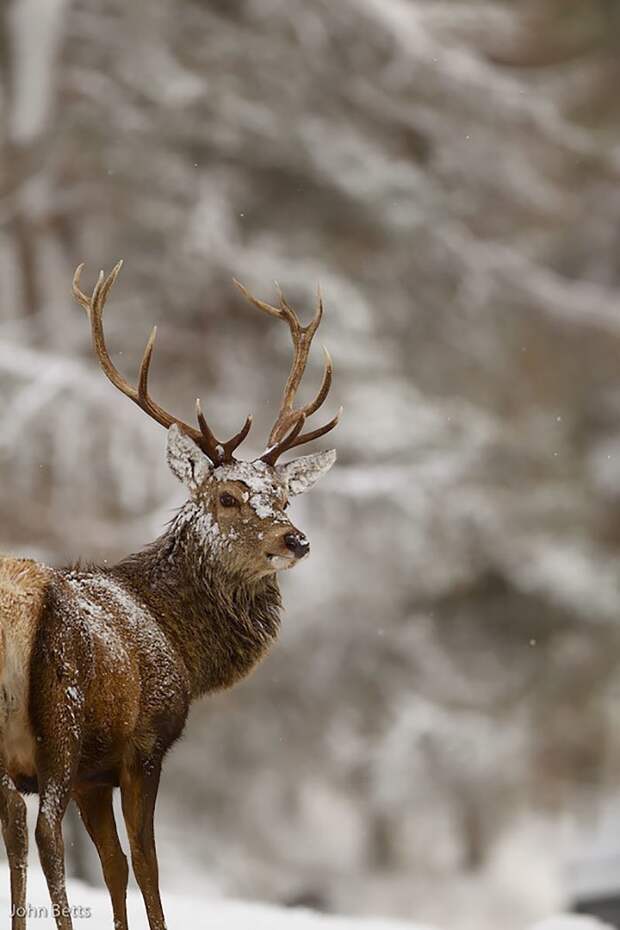 12. животные, мир, олень, природа, фотограф, фотография, шотландия