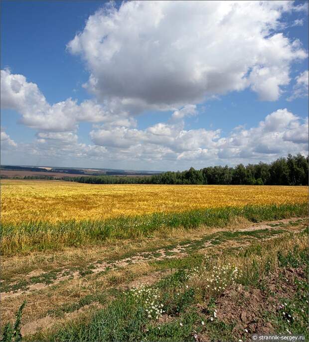 золотые поля и холмы