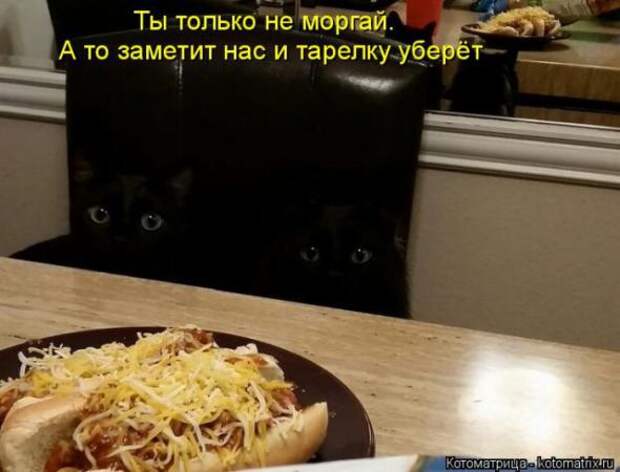 Котоматрицы(картинки с надписями)