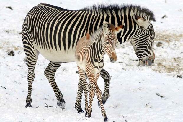 Мать и дитя в мире животных: зебра с детенышем. Фото