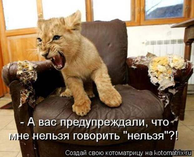 Котоматрицы(картинки с надписями)