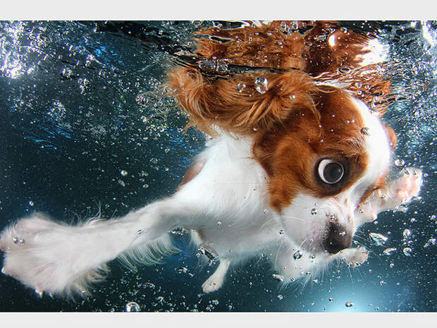 Underwater Puppies