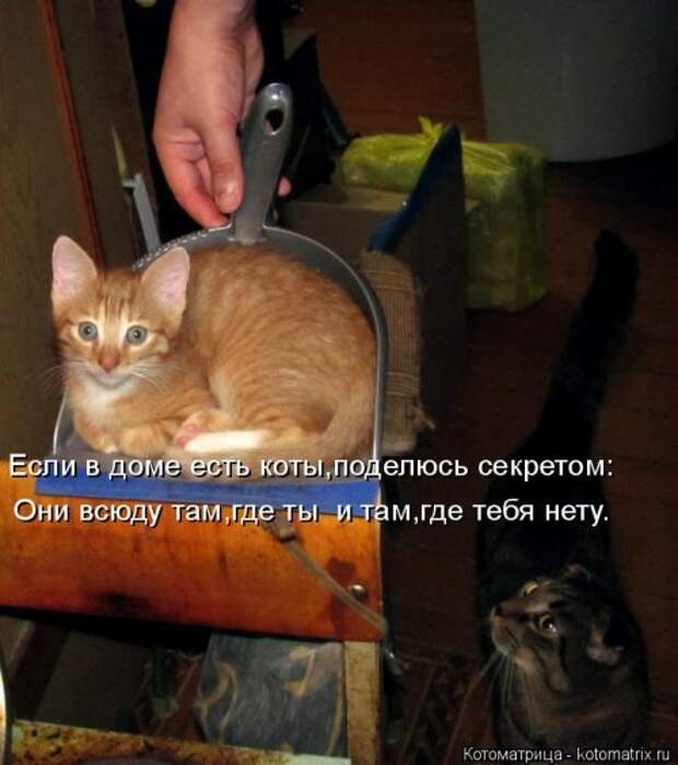 Свежая котоматрица для всех (44 фото)