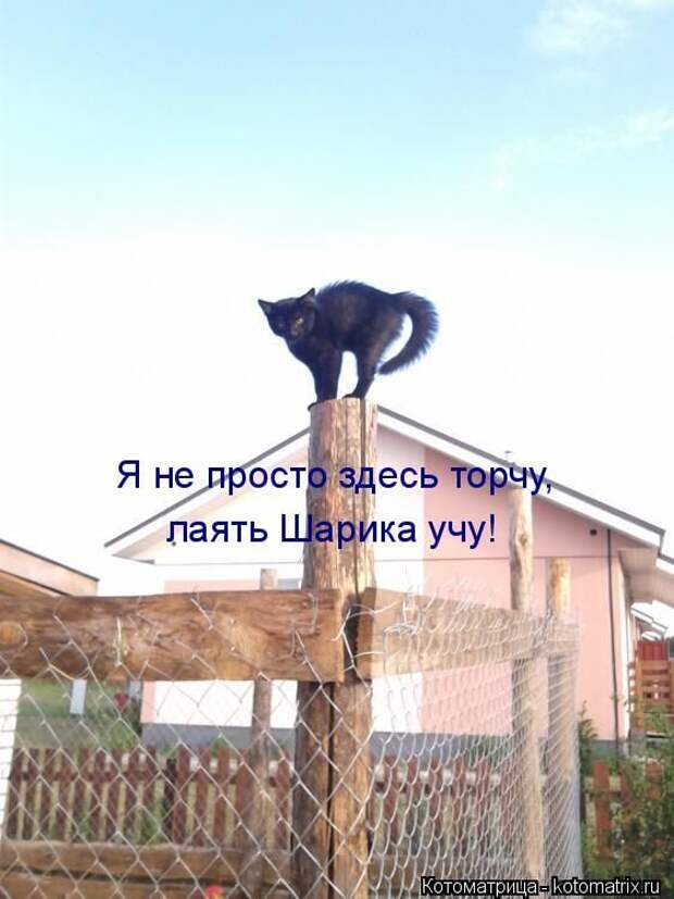 Лучшие котоматрицы недели (50 фото) Лучшие котоматрицы недели