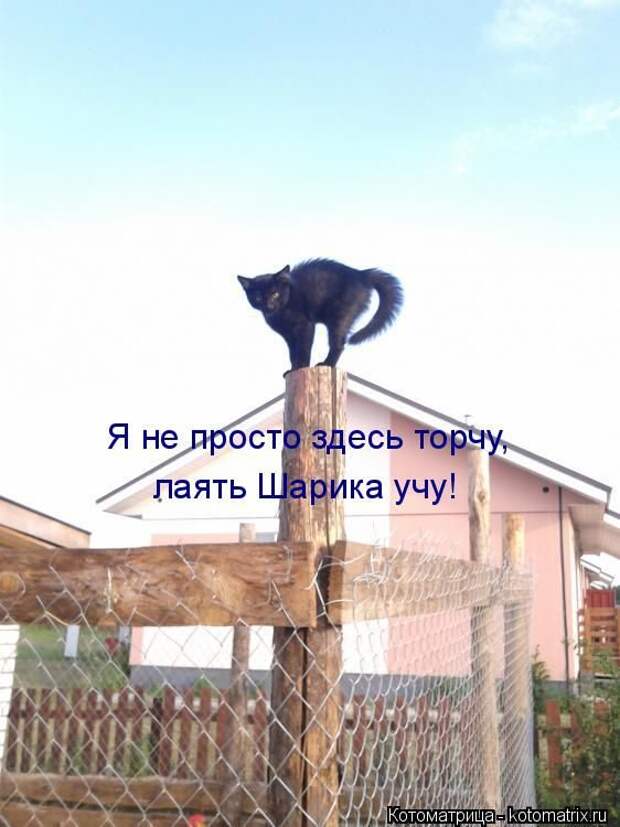 Лучшие котоматрицы недели