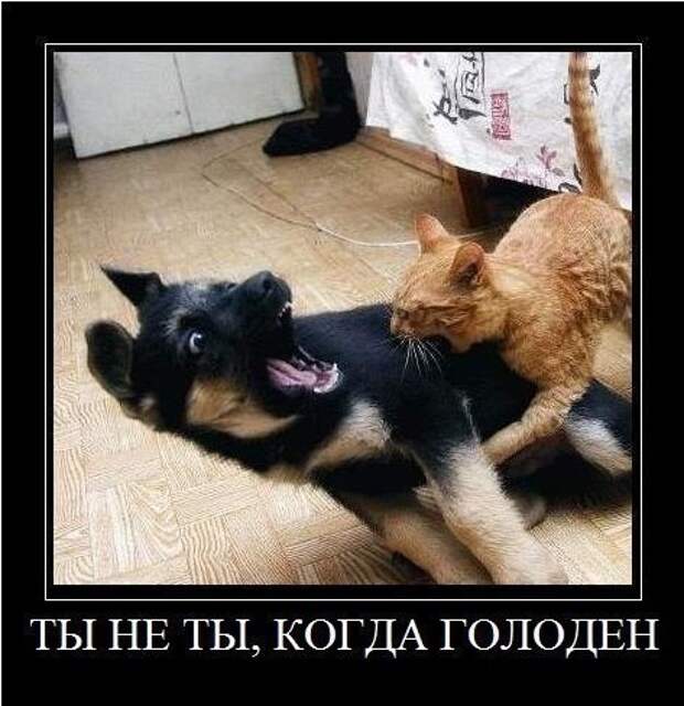 Минутка юмора (ч.7) XqcqaLLbWcI Минутка юмора