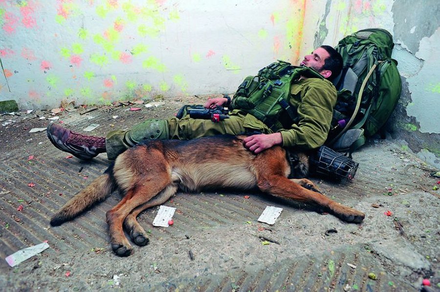 военные собаки