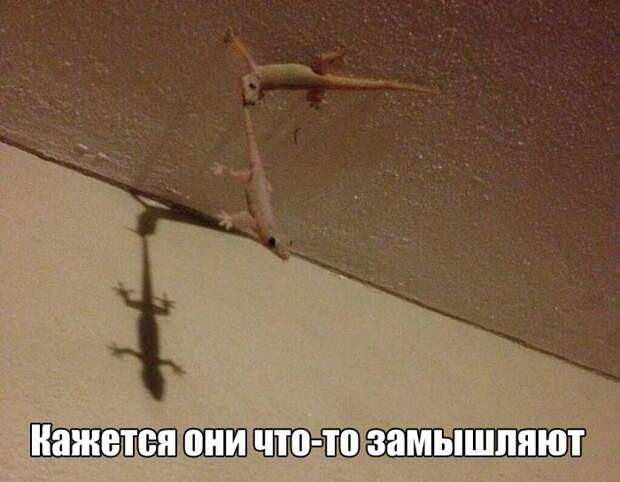 Смешные картинки с подписями (20 фото)