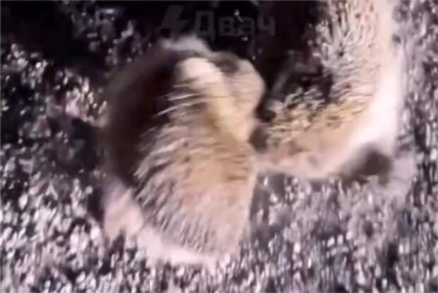 В Дагестане мужчина со словами «э, братва, завязывайте» разнял дерущихся ежиков