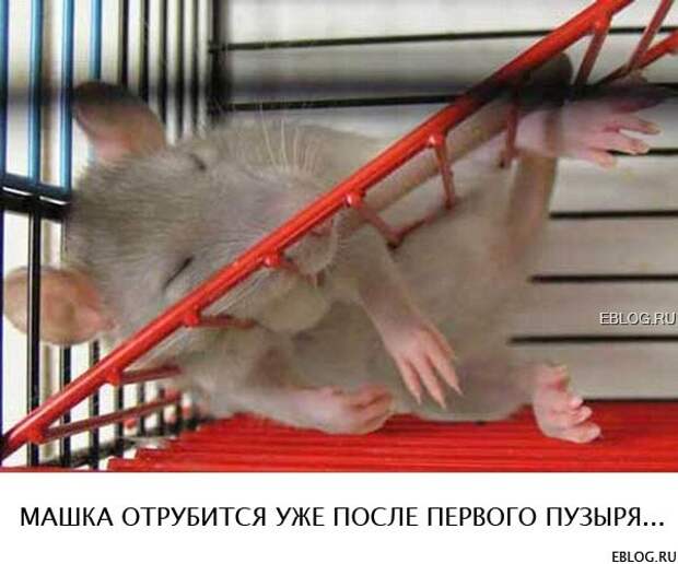 Пятничный позитив! Смотрим, заряжаемся на выходные! 20 прикольных картинок.