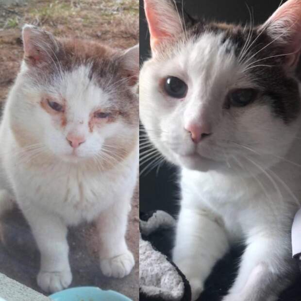 20 удивительных преображений животных, которые с улиц попали в заботливые руки 20 удивительных преображений животных, которые с улиц попали в заботливые руки до и после, истории спасения, история спасения, кошка, собака