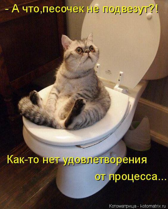 Котоматрицы(картинки с надписями)