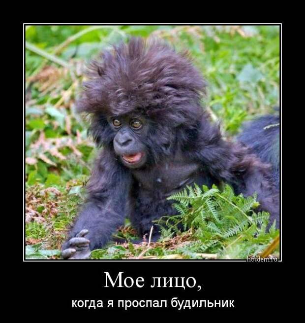 Демотиваторы смех, демотиваторы, прикол, юмор