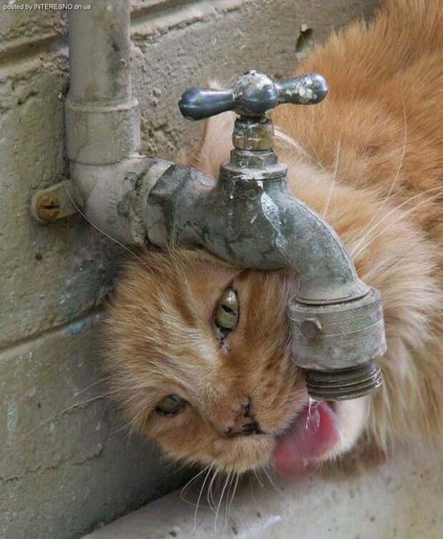 рыжий кот