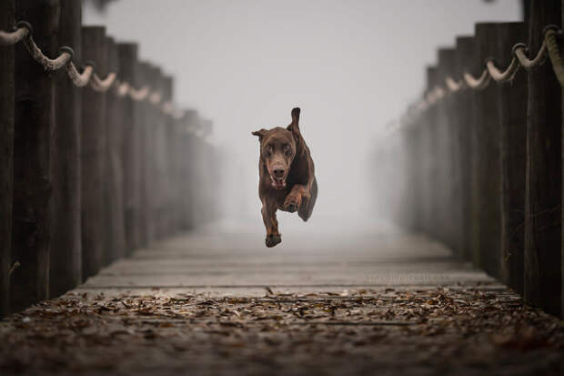 Супер собаки в фотографиях Клаудио Пикколи 23
