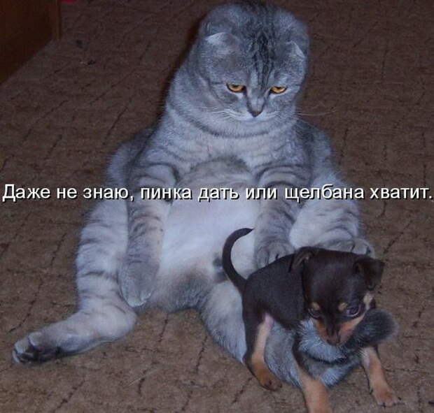 Котоматрицы (50 штук) Котоматрицы (50 штук)