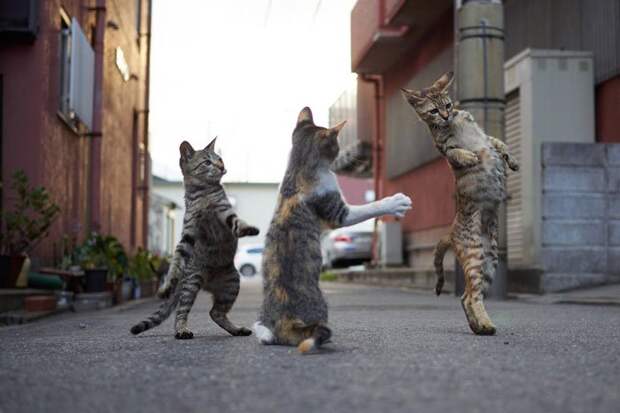 Забавные танцующие кошки