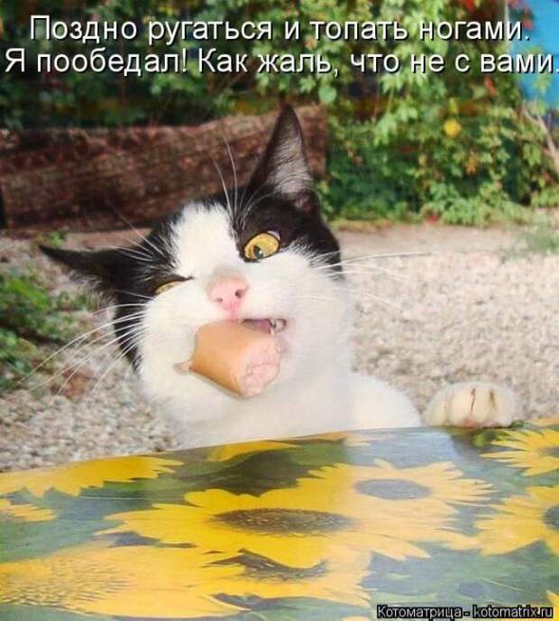 Котоматрицы (картинки с надписями)