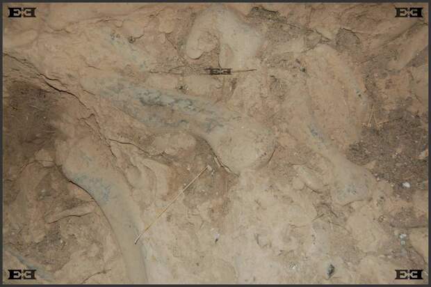 ghar-dalam-fossilised-bones