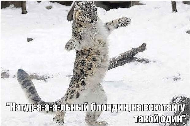 Смешные фото котов с надписями