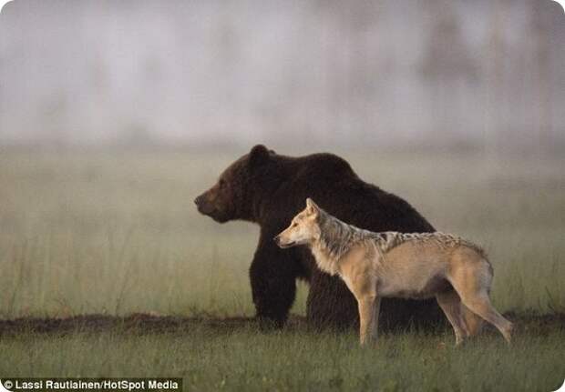 Необычная дружба между медведем и волчицей