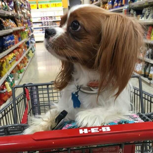cart11