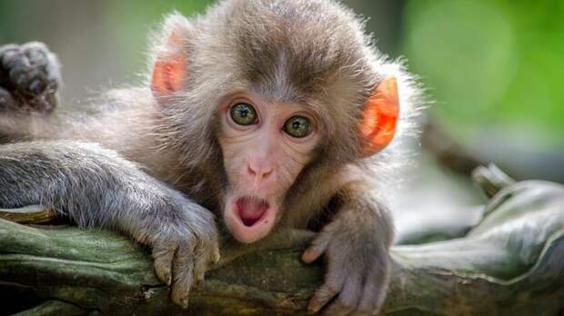 ВОЗ сделала прогноз о скором появлении оспы обезьян в России