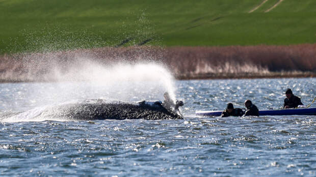 В одном взмахе плавника: на Балтике завершается операция по спасению кита Тимми