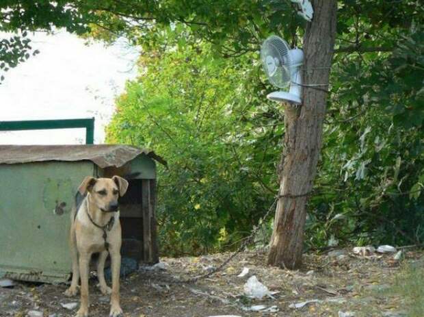 Приезжайте к нам в колхоз - куры, дуры и навоз