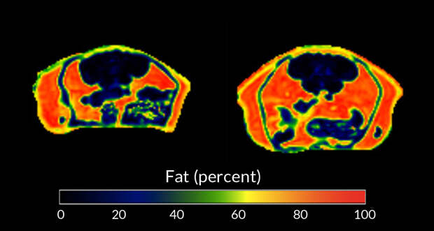 PLUMP UP  Mice treated as babies with low doses of penicillin (right, MRI image of an animal’s abdomen shown) nearly doubled their body fat when fed high-fat diets as adults. Mice that didn’t get antibiotics as babies (left) didn’t pack on as much fat on the same diet. 