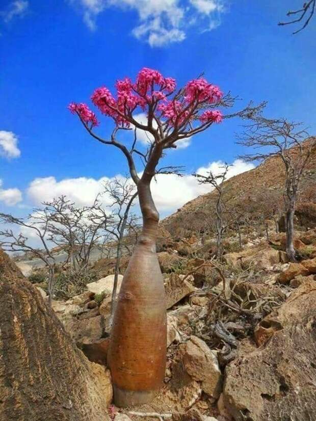 Adenium obesum (бутылочное дерево) "голые", интересное, красота, природа, растения, факты