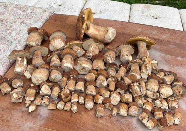 В Киреевском районе грибники хвастаются уловом
