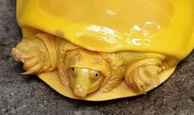 В Индии поймали удивительную ярко-желтую черепаху