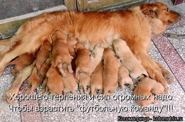 Котоматрица: Хорошего терпения и сил огромных надо. Чтобы взрастить "футбольную команду"!!!