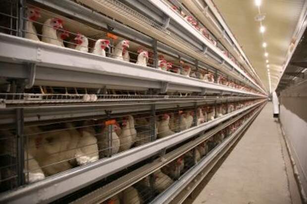 Кабмин РФ выделит допсредства на поддержку птицеводческих и рыбохозяйственных предприятий